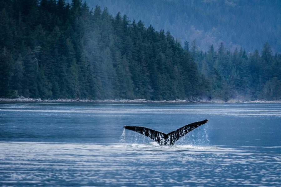 A humpback whale breaches the surface of the water in British Columbia, Canada. Researchers at OSU are studying similar whales poop off of the Oregon coast.