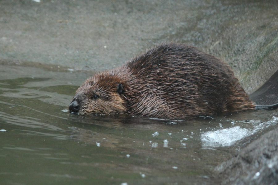 Filbert, a 5-year-old beaver, swims at his home in the Oregon Zoo. Oregon State University researchers sequenced a full beaver genome using DNA derived from Filbert.