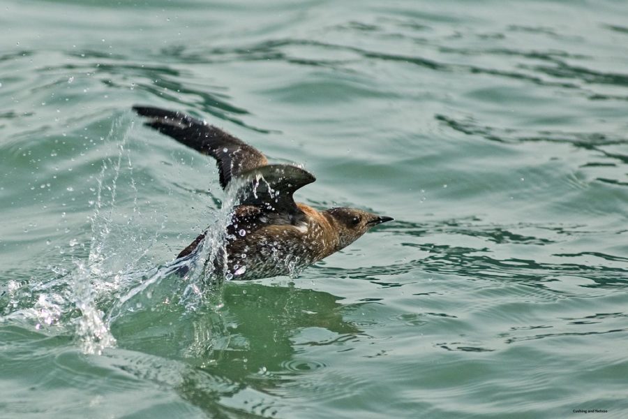 A marbled murrelet, an Oregon seabird, emerges from the water. OSU researchers in the College of Forestry study the murrelet to better understand human environmental impacts on maritime and coastal forest habitats.