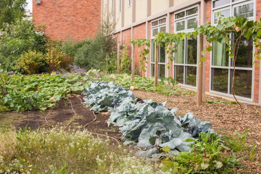 Located next to Callahan residence hall, the Callahan food forest provides fresh produce for UHDS.