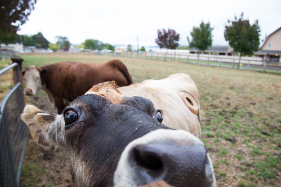 C-cow, as she’s known by students and faculty, grazes in a field. C-cow is fistulated, meaning she has a plastic cannula in her side to provide hands-on educational opportunities to students and faculty members. 