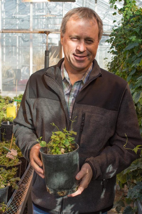 Shaun Townsend, assistant professor, senior research of crop and soil, stands in his greenhouse with a strata hop that was planted this past summer. 