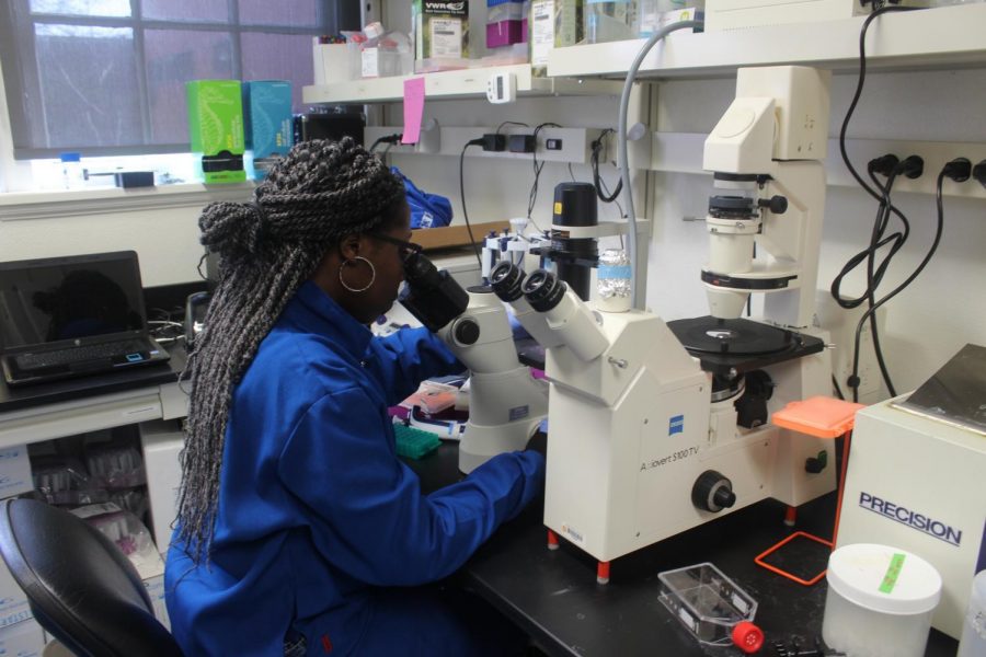Elizabeth Kaweesa, a graduate student, examines cancer cells through a microscope. Kaweesa studies specifically how mensacarcin affects cancer cells. 