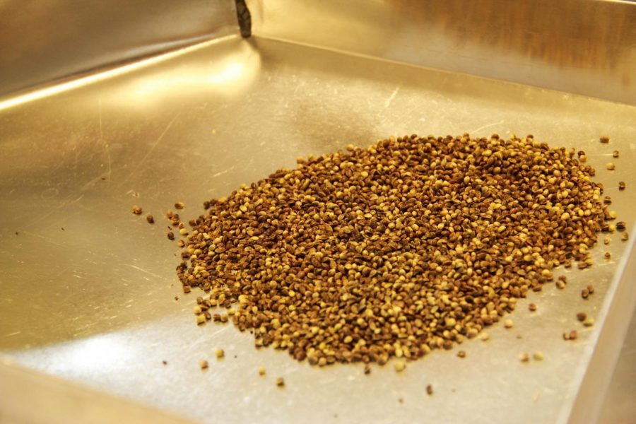 Hemp seeds are shown in a counting tray, in the Oregon State Seed Laboratory, on June 27. This facility tests ways to lessen seed dormancy to increase the rate of seed germination and overall viability to boost farm productivity.