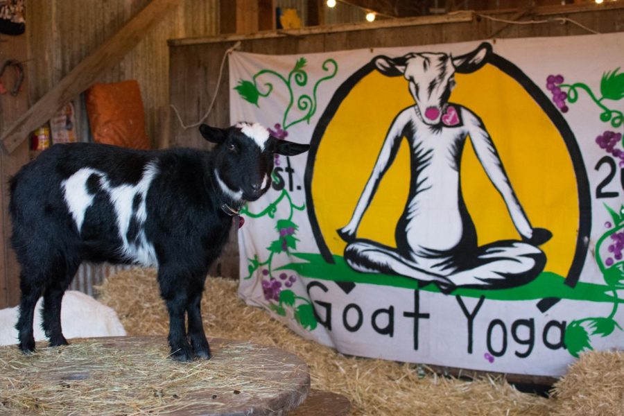 A goat stands next to a Goat Yoga banner. 