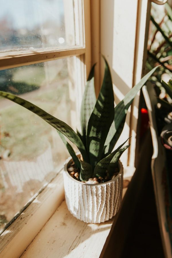 House plants can be a welcome addition to a house or apartment.