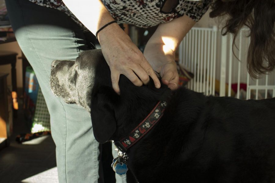 Dr. Jennifer Barrington checks a Black Lab for an ear infection during a house call on Sept. 24, 2021 in Corvallis, Ore. Veterinarians have seen an unexpected uptick since the beginning of the COVID-19 pandemic and are still struggling to take care of their patients without long wait times.
