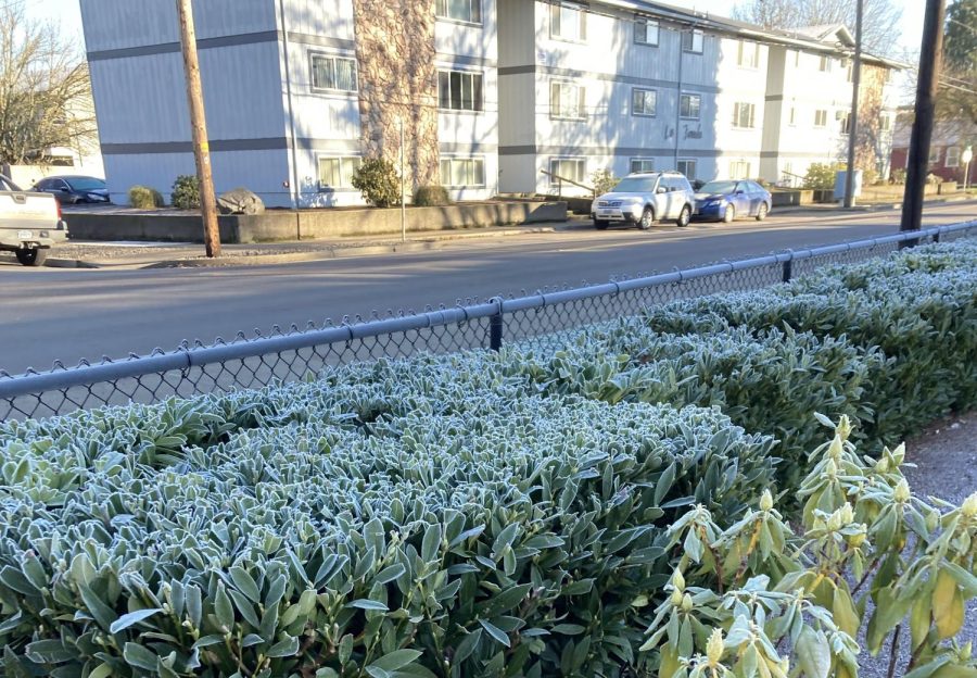 Hedges+frosted+with+ice+on+the+morning+of+Jan.+27+on+SW+Western+Boulevard+and+NW+Twelfth+Street+in+Corvallis%2C+Ore.+Temperatures+are+expected+to+drop+to+18+degrees+Farenheit+in+Corvallis+in+the+early+morning+of+Wednesday%2C+Feb.+23.