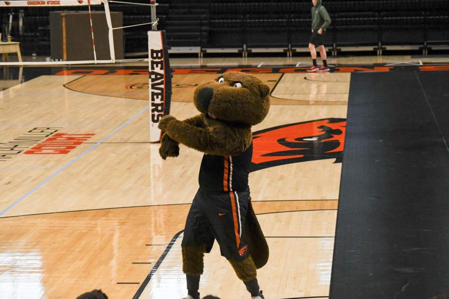 A photo gallery from the Benny the Beaver tryouts that took place in Gil Coliseum through April 9-10, 2022. Members of the Oregon State community were invited to tryout to be the next Benny the Beaver for all OSU sporting events next academic year. 