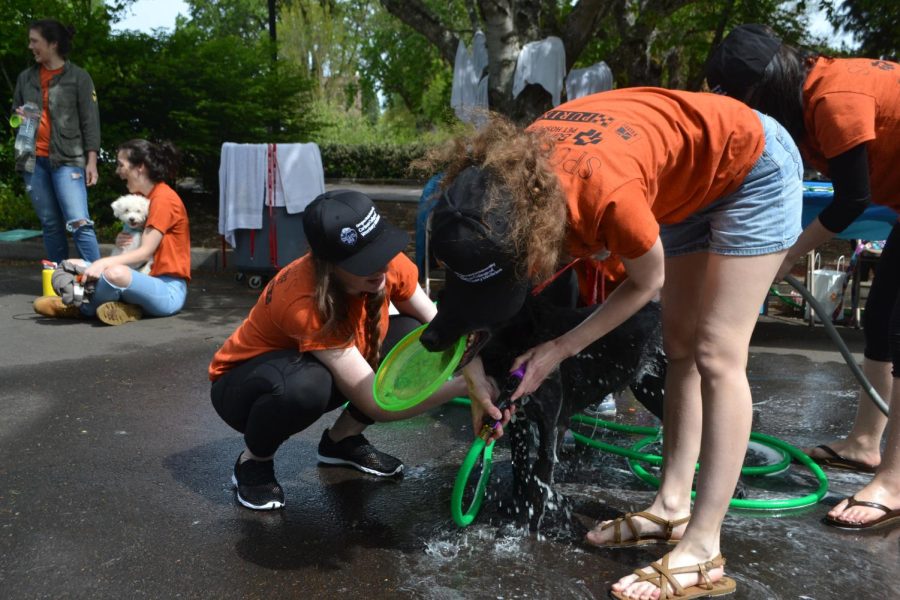 Two graduates from the College of Veterinary Medicine wash a dog at the Pet Day event in May 2018 at Magruder Hall on the Oregon State University Corvallis, Ore. campus. The Pet Day event will return this year after being put on hiatus for two years due to the COVID-19 pandemic.