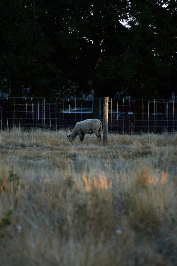 Sheep pictured at Oregon State University. Lambs have been found to respond well to a diet with hemp byproduct, as found by a recent study.