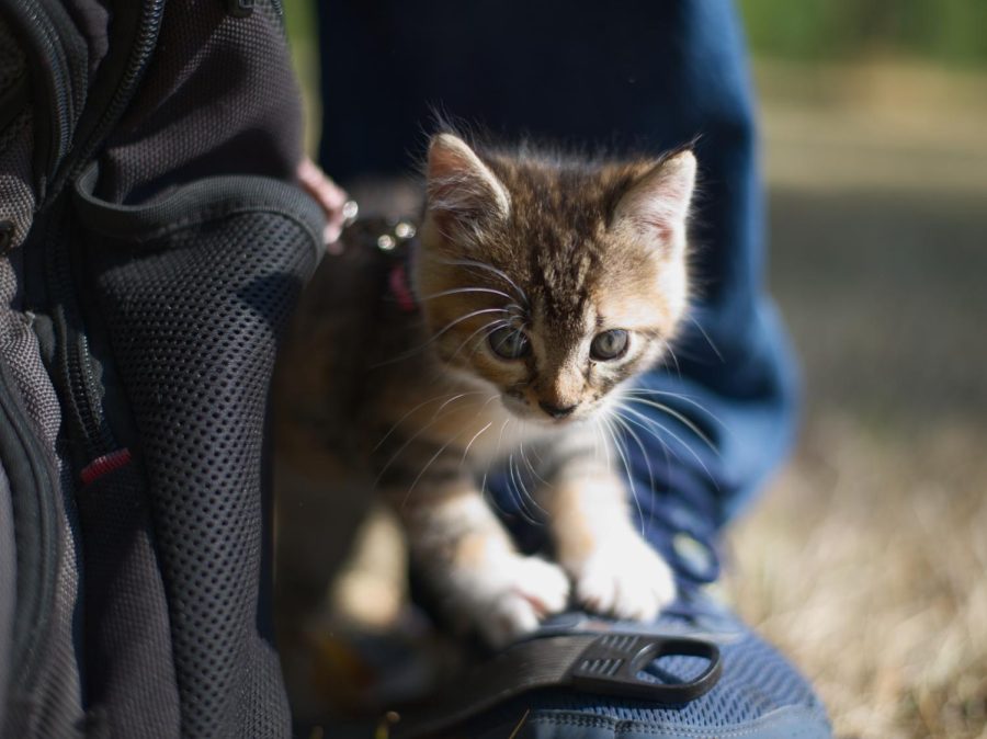 A kitten exploring the Street Dawgs and Cats Care Faire at Avery park on Oct. 9. The bi-annual event has been giving healthcare and veterinary care to the unhoused of Corvallis since 2011.
