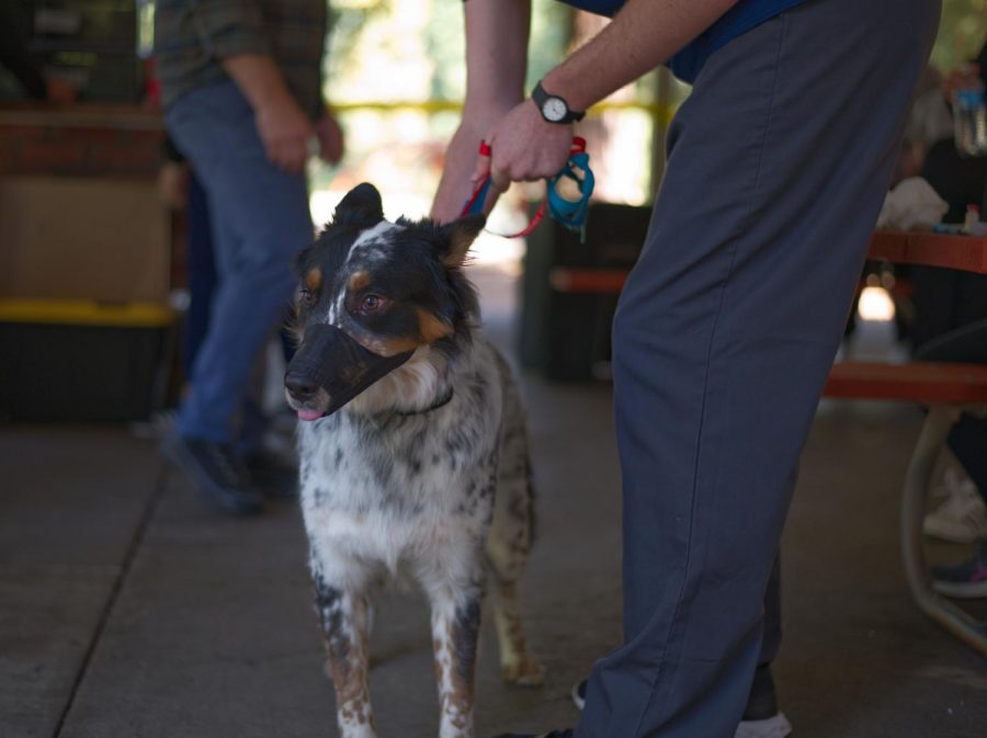 A dog waiting to be examined by Volunteers from the College of Veterinary Medicine at the Street Dawgs and Cats Care Faire at Avery park on Oct. 9. The bi-annual event has been giving healthcare and veterinary care to the unhoused of Corvallis since 2011.