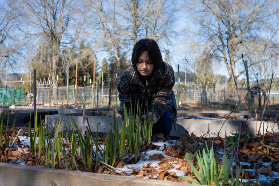 Photo illustration depicting Kylie Andrews (she/her), first year student at Oregon State University, squats to check growth of plants at Calvin Community Gardens on Feb. 25. Having a community garden is vital to being able to grow your own food.