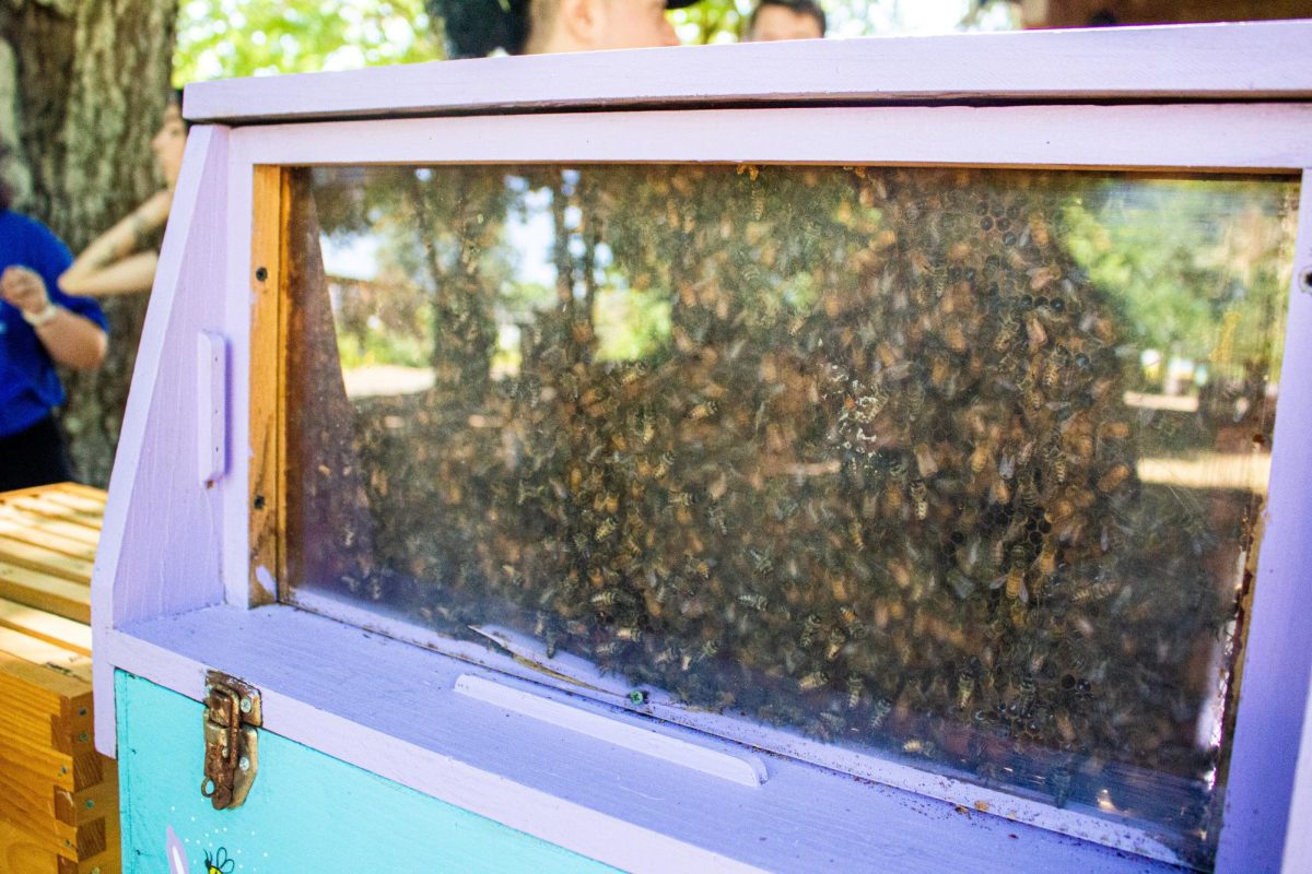 A colony of bees used for research at Oregon State University’s Honey Bee Lab, showcased at a table at the Oak Creek Center for Urban Horticulture Open House on July 13, 2023 in Corvallis.