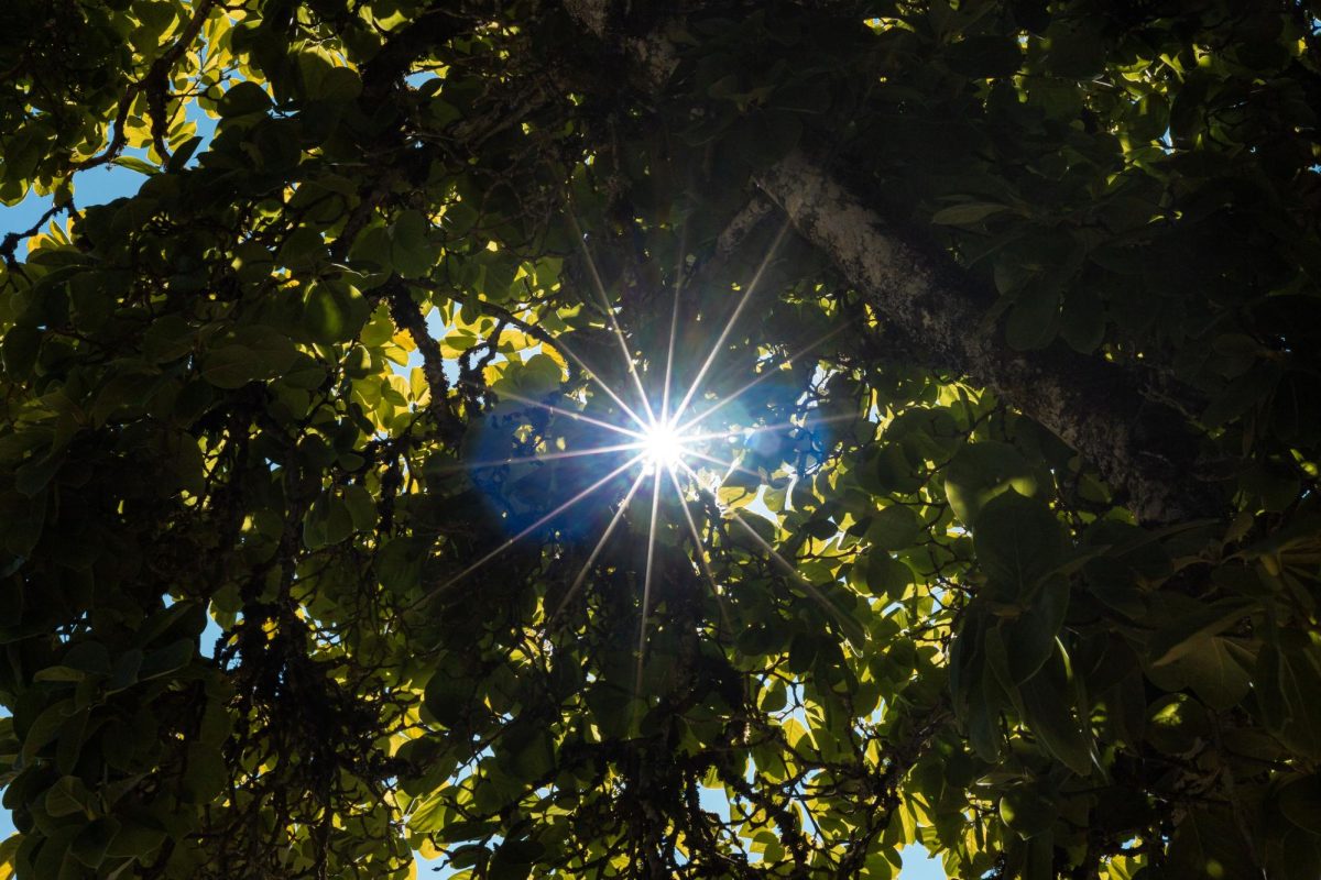 Photograph of the sun emerging through the trees on the Oregon State University campus on July 12. The summer weather is predicted to be hot and dry during expected fire season.