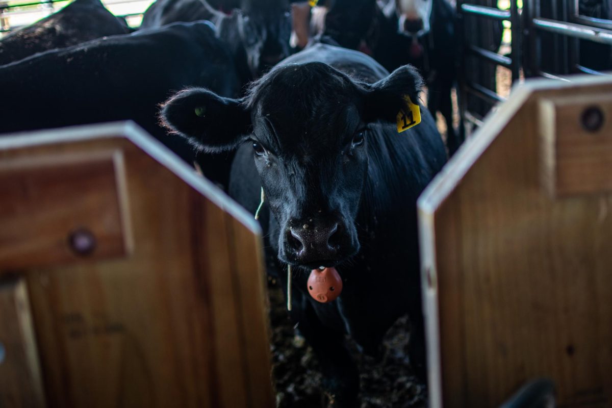 A cow at the Oregon State University feed barn shows off its new feed collar on July 12th, 2023. Ranches across Oregon have begun turning to virtual fence collars to manage their herds.
