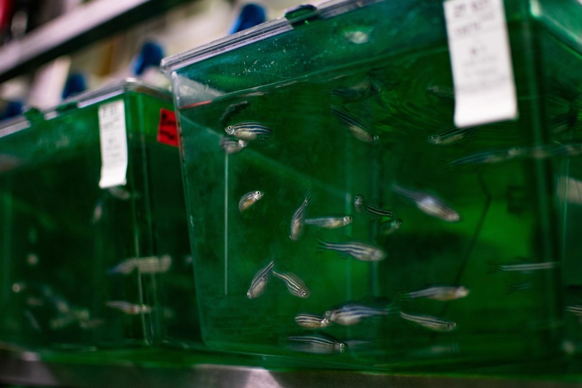 Tanks filled with zebrafish line the Tanguay laboratory at Oregon State University in Corvallis, Oregon on Oct 6.  The Tanguay Lab recently received a $7.5 million grant from from the NIH to modernize the facility.