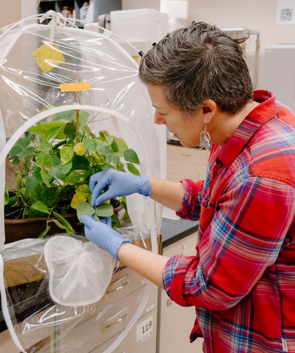 Alison Willette (she/her), faculty research assistant for Oregon State University, searches for twospotted spider mites on lima bean plants grown in the Agricultural and Life Sciences Building on October 20, 2023. Research regarding these pests provided insights on how to best control them, helping assess the need for alternative pesticides.
