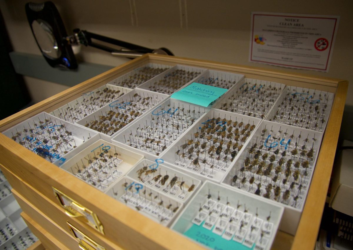 Preserved bees of various species from around the world found in the Oregon State University Bee Laboratory on October 13, 2023.