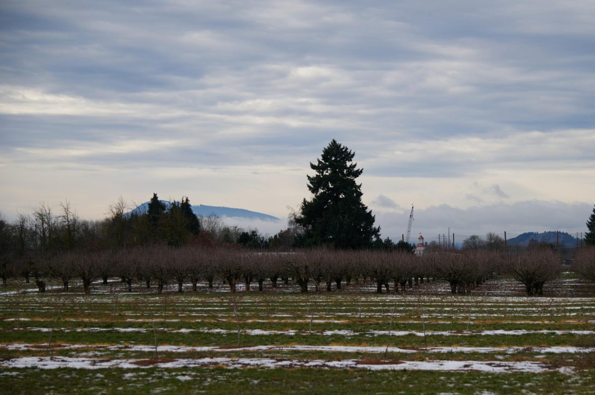 Oregon State University research field in Corvallis Or, on Friday January 19th. 