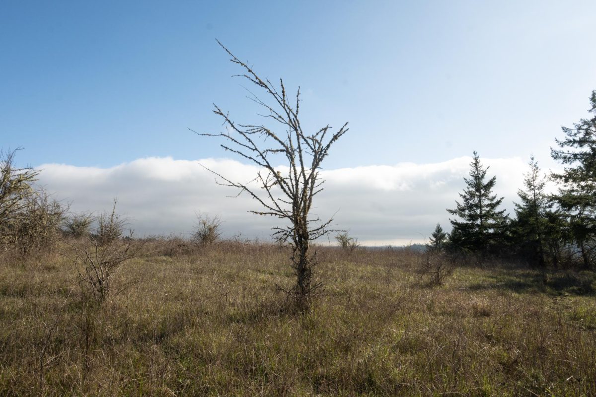 A snag (dead tree) stands in the Timberhill Natural Area in Corvallis on Feb. 13. Trees such as this one were used in Jim Rivers’s research in enriching forest habitats.