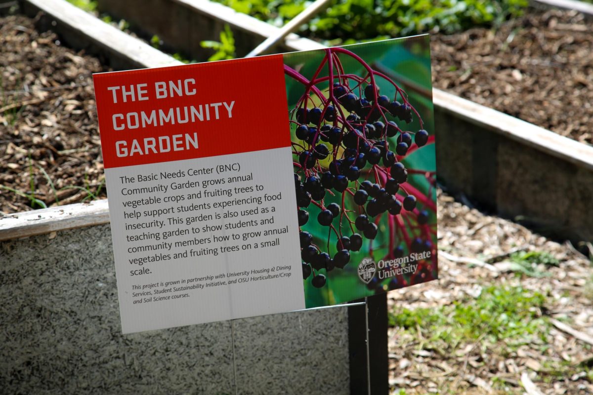 The Basic Needs Center’s garden at Oregon State University on June 7 grows free food for students. 
