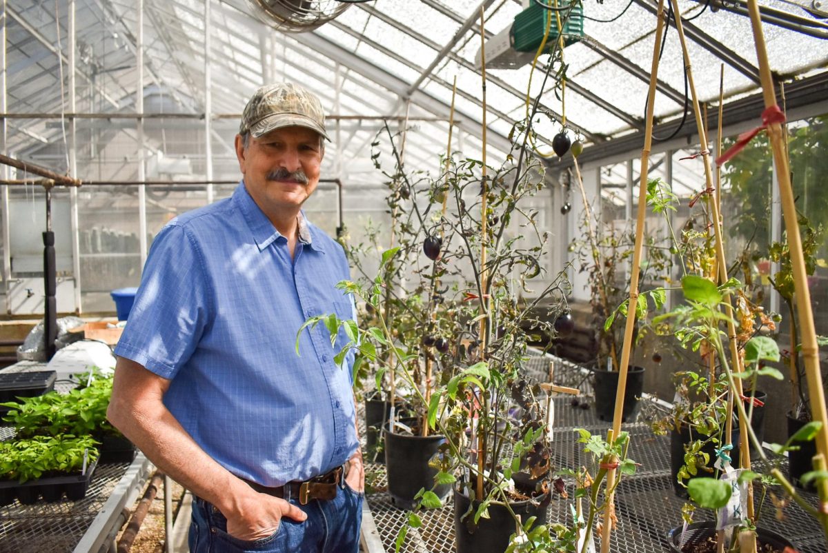 Jim Myers observes the color on his midnight roma tomatoes in the Oregon State University greenhouses on June 10. 
