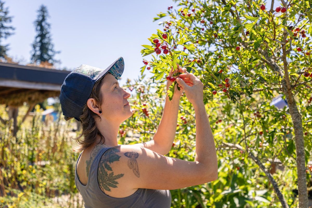 Agricultural arts teacher Marta Capriles picks Chinese hawthorns in the Corvallis Waldorf School Garden on Aug. 25, 2024. Capriles has been teaching at Waldorf for eight years and has helped form the agricultural arts curriculum.
