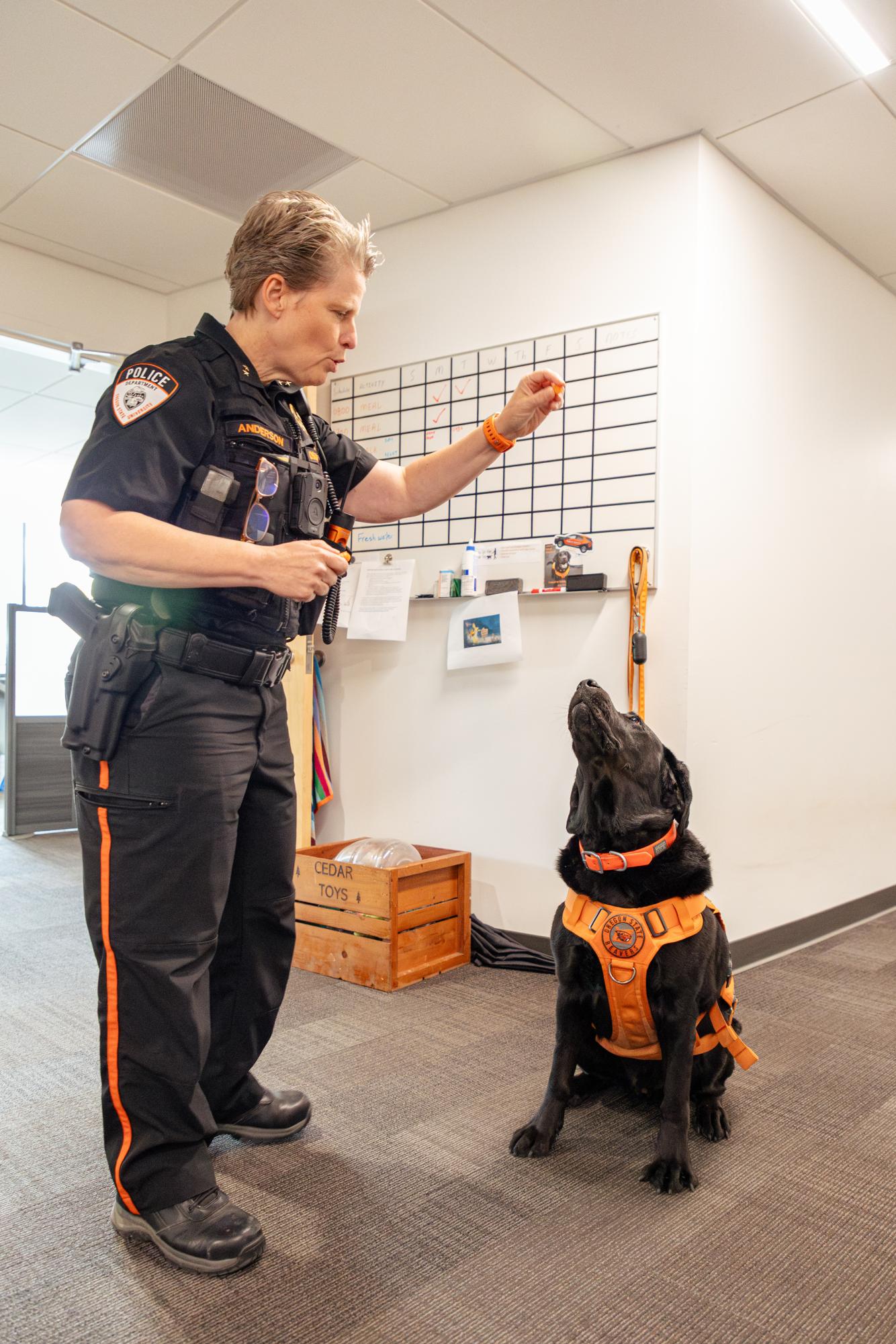 Chief of Oregon State University Police Shanon Anderson gives four-year old Health and Wellness dog Cedar a treat in Cascade Hall on Aug 20, 2024. 