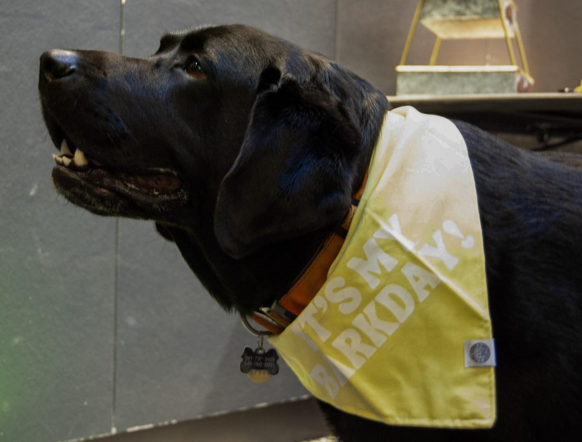 Cedar the Wellness Dog on his 5th birthday in the Department of Public Safety in Cascade Hall Oct. 17. Cedar's job is to provide emotional support to students and his coworkers at DPS.