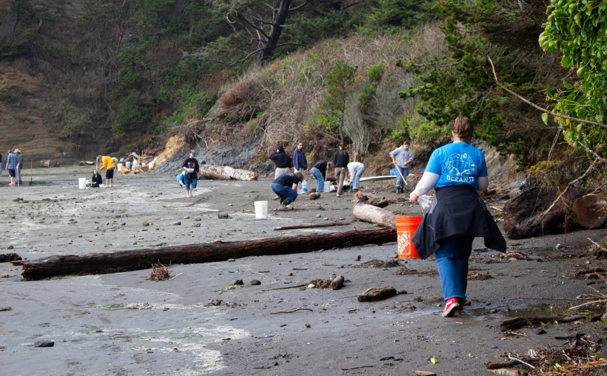 Students in the Ocean11 club work in groups to find trash on the beach during their cleanup at Devils Punchbowl State Natural Area Nov. 15, 2025. Ocean11 organizes a beach cleanup each fall and spring term.