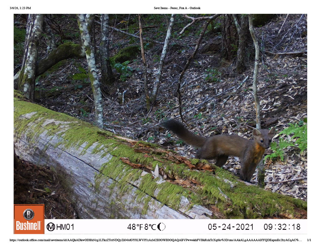 Trail-cam photo, captured by the Institute for Natural Resources at Oregon State University, of a Coastal Marten.