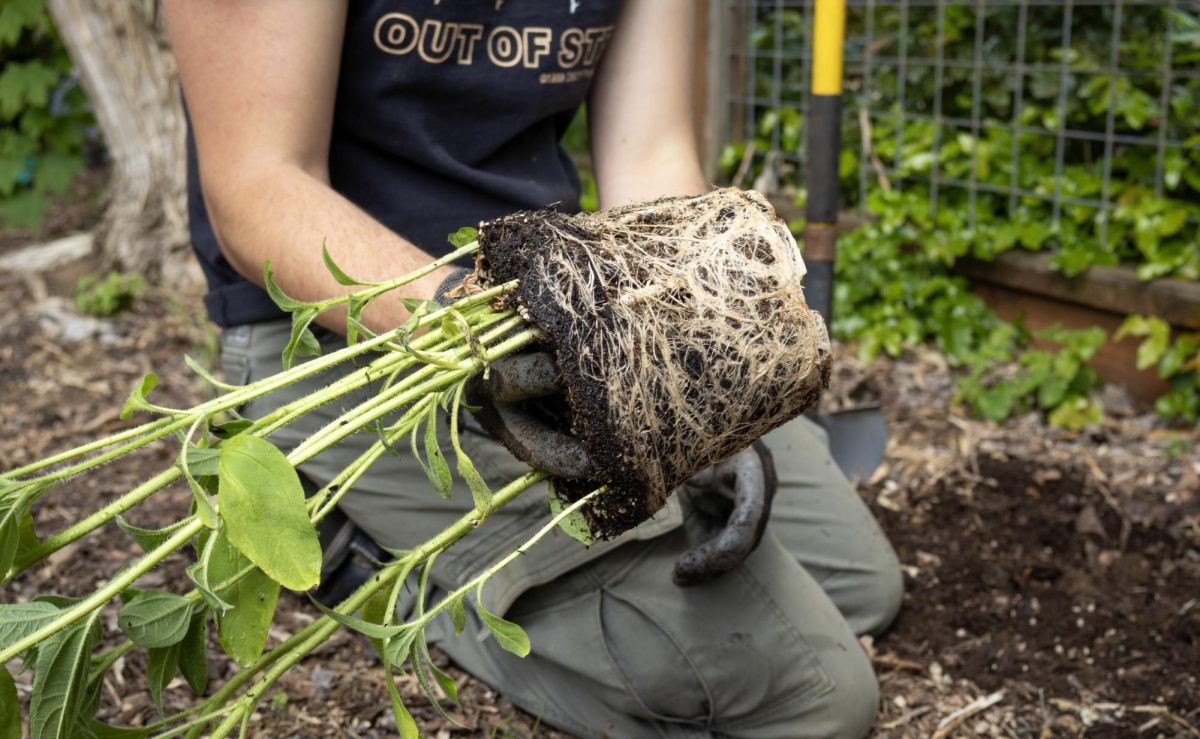 A man holds out a sunchoke plant while kneeling in a garden.