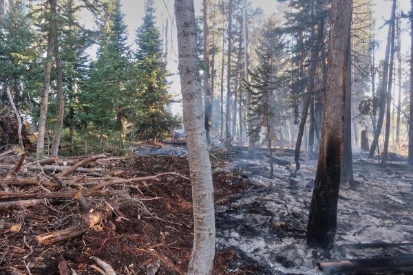 Forest that is half burned.