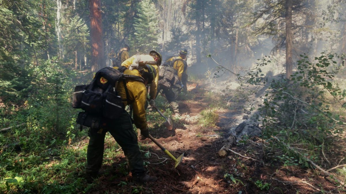People raking ground in a forest.