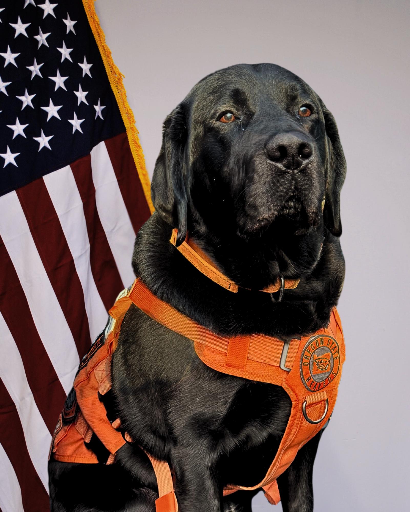 photo of dog in front of american flag.