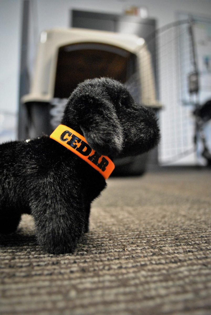 Cedar backpack plushie on the floor of the ID center at Oregon State University’s Memorial Union. The plushies were initially sold for a limited time, but are available for sale during the upcoming academic year at the ID center.